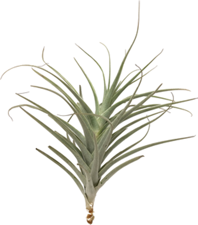 Tillandsia purpurea