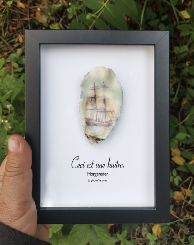 13x18 : Ceci est une huitre "Morgenster" d