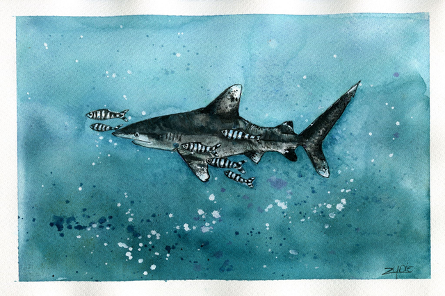 Original / Weißspitzenriffhai - Spendenbild