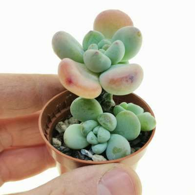 D83 . Sedum commixtum