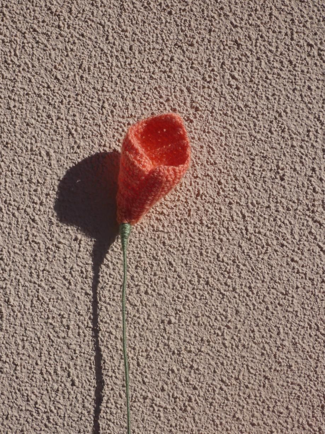 Arum abricot pailleté 