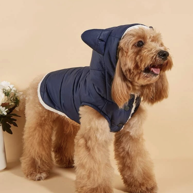 Jacket blue and hoodies 