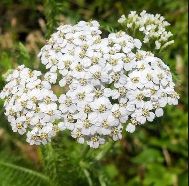 Achillée Millefeuille Bio - Achillea millefolium