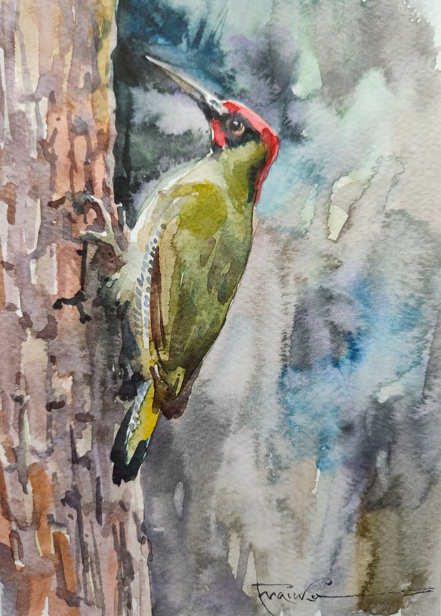 Dzięcioł zielony, 30x24 (21x15 w świetle passe-partout) akwarela