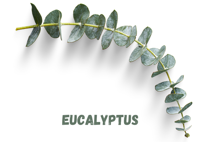 EUCALYPTUS GALET FONDANT 15g