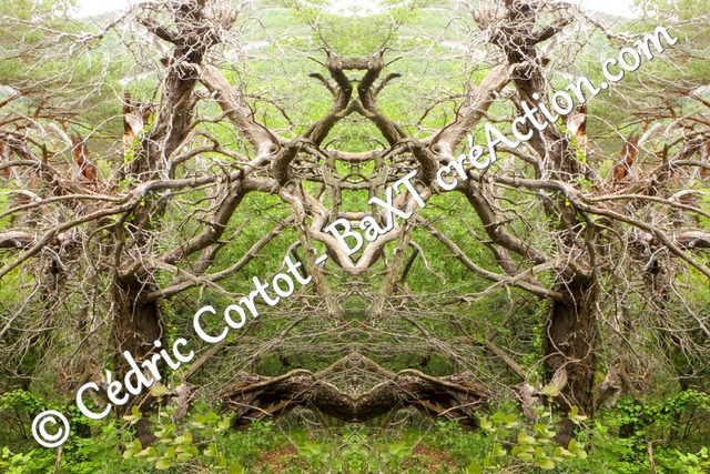 Impression sur alu dibond - Entre réel et irréel (ref 1413 R1)