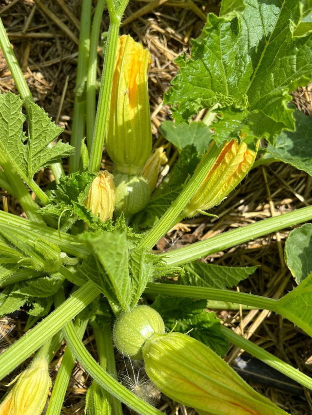 Courgette ronde de Nice