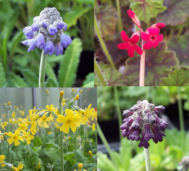 4 X plants smaller Asiatic primulas