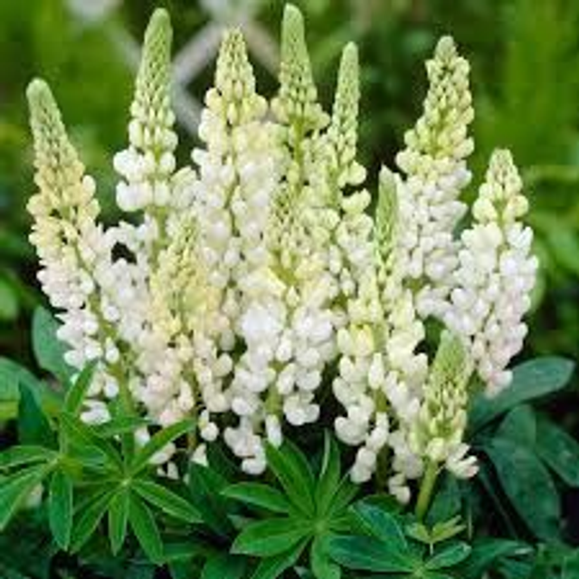Lupinus Gallery White 1L