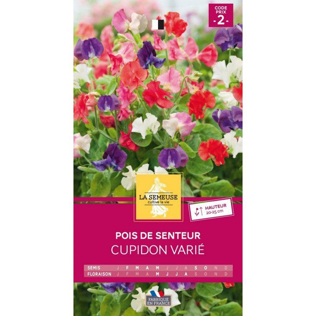 POIS DE SENTEUR CUPIDON VARIE