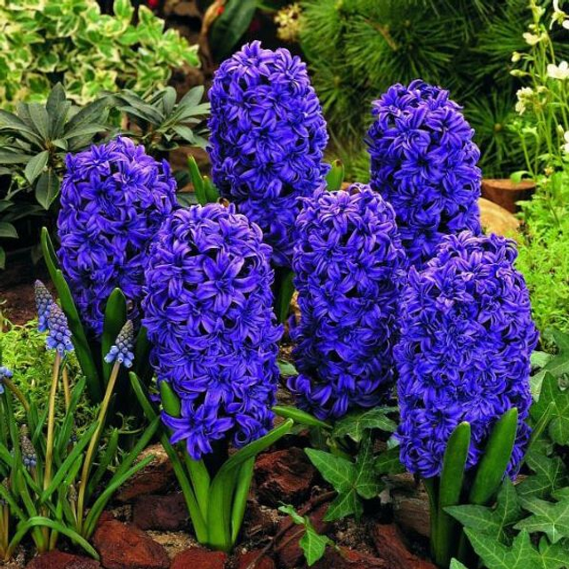 Jacinthe &#039;Marie&#039; – Fleurs parfumées bleu intense