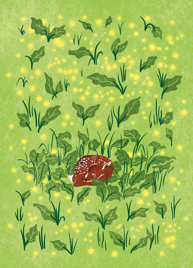 Sleeping Fawn