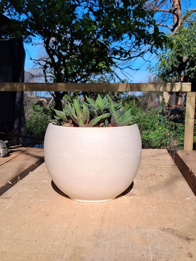 D27 . Haworthia Enon in "Luna Granit"