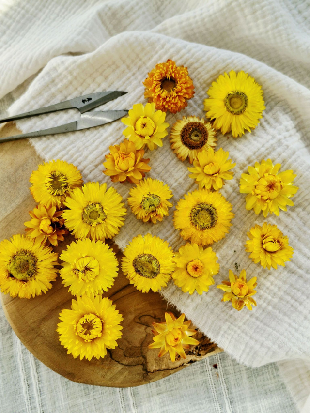 Vide atelier - Immortelles jaunes