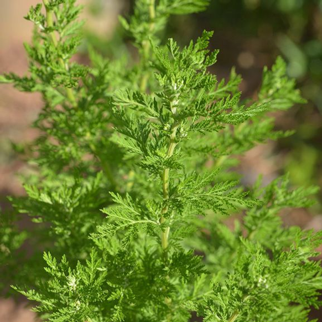 ARTEMISIA ANNUA BIO
