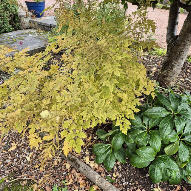 Aruncus dioicus
