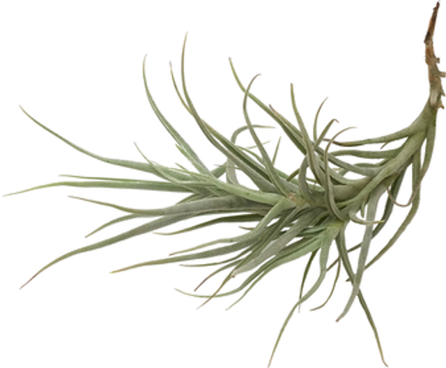 Tillandsia paleacea grupo