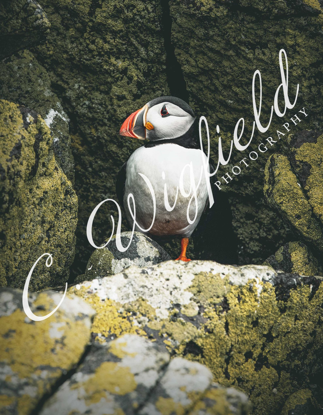 Shiants Puffin Mounted Print