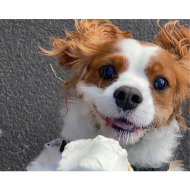 Puppachino
