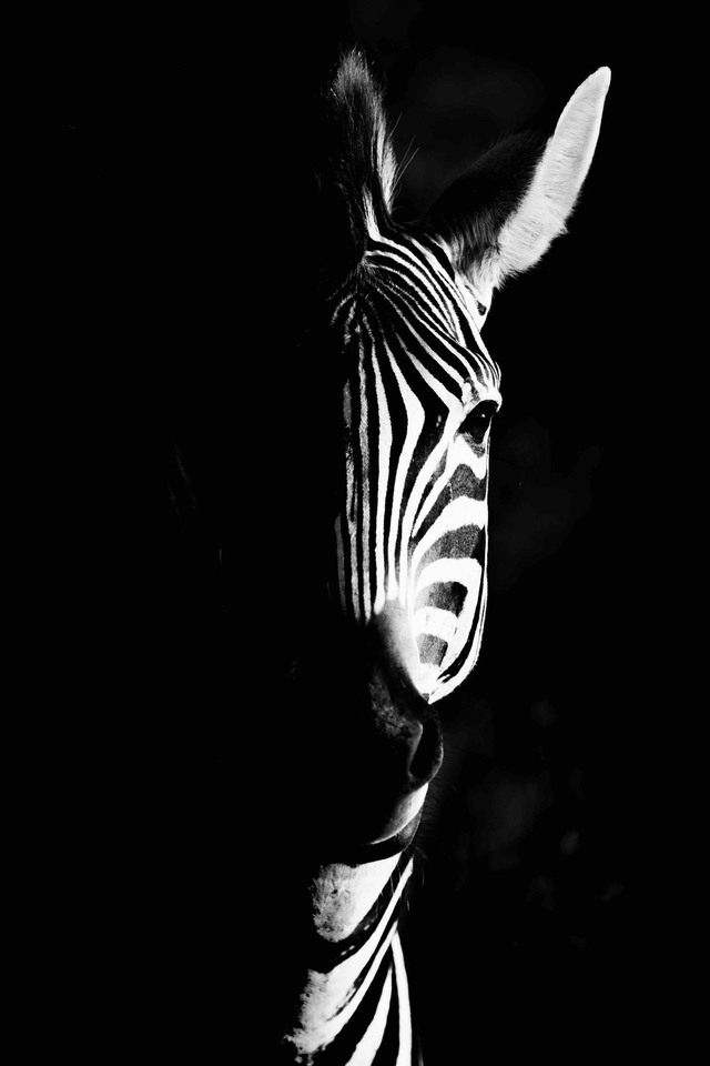 Ombre noire, ombre blanche