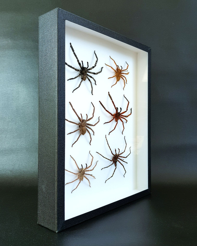 Collection d'Heteropoda sp.