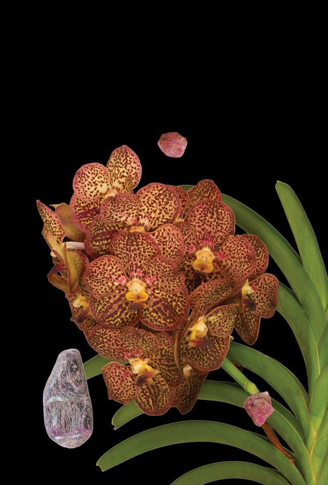 Rising Flame Essence