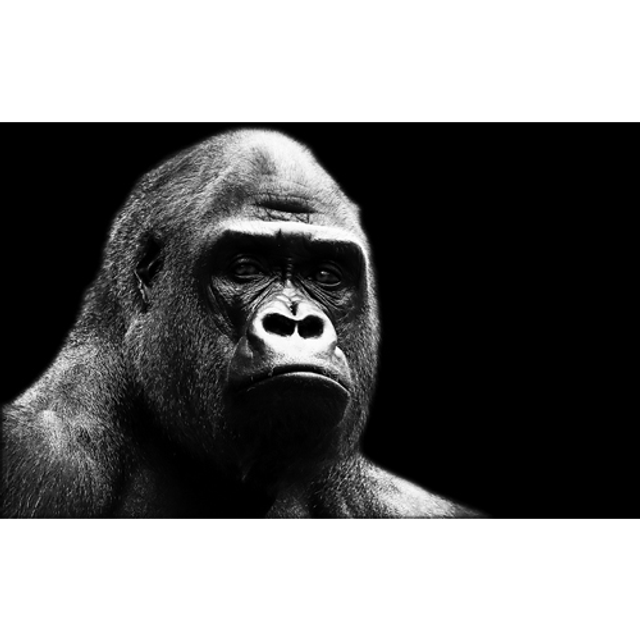 Gorille pensif (Noir &amp; Blanc) - ref: 4546nb