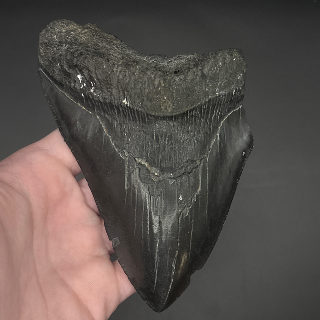 Megalodon Tooth