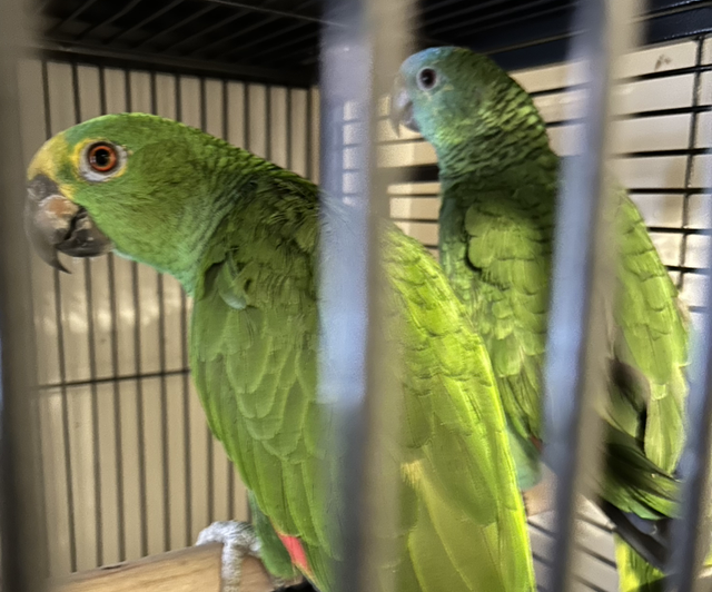 Hand Reared Baby Blue Fronted Amazons