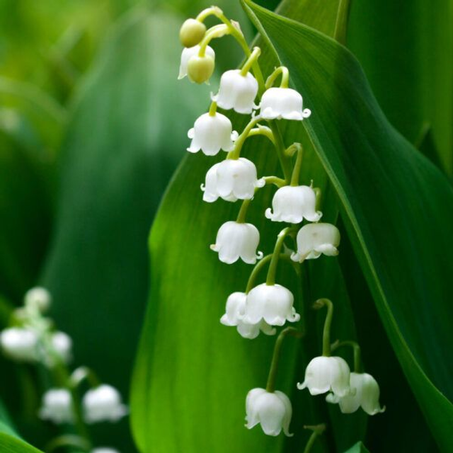 MUGUET
