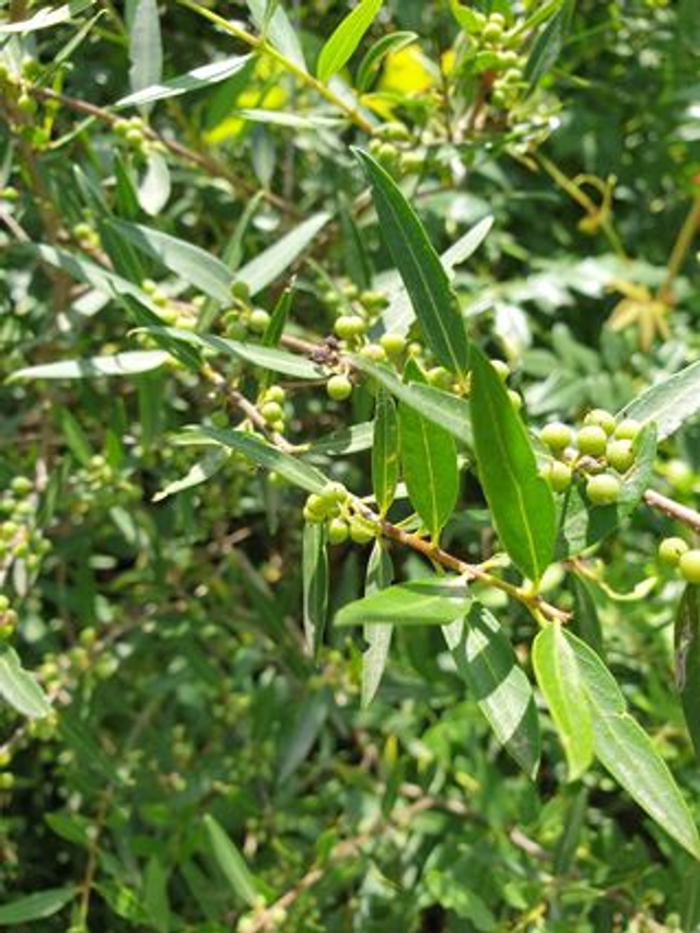 Filaire à Feuilles Etroites (Phillyrea angustifolia) - Végétal local