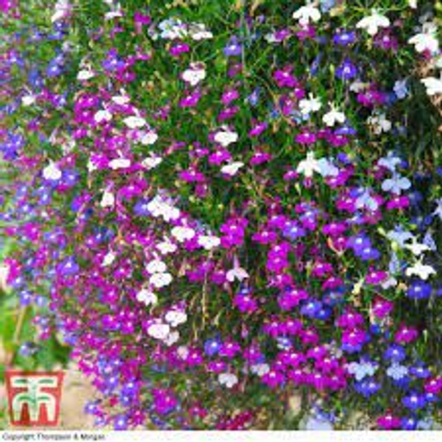Lobelia Trailing - Fountain Mixed: 9 Plants (Ref: L)
