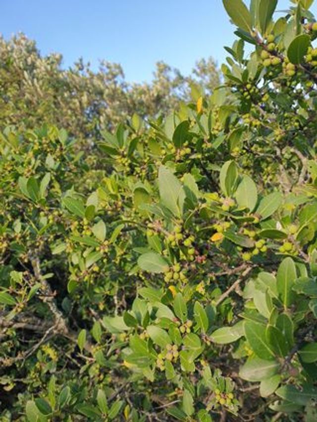 Filaire à Feuilles Larges (Phillyrea latifolia)