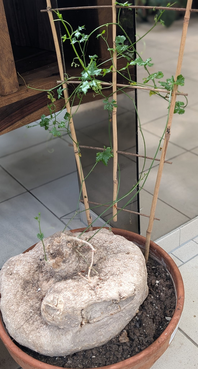 Ibervillea Lindheimeri