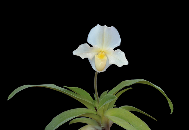 Unconditional Snuggles Essence