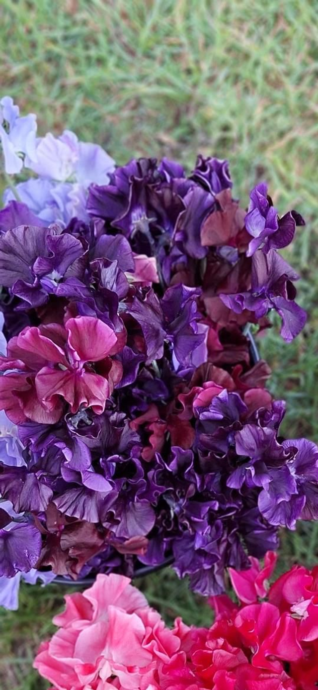 PLUG Sweet Pea 'Just Jenny'