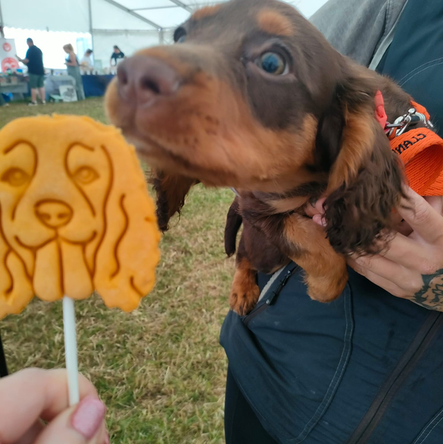 Dog Cookie Pop