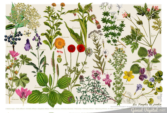 Affiche botanique : Les Simples du jardin, plantes sauvages médicinales