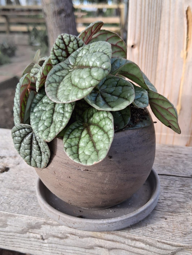 C93 . Peperomia 'Greyhound' in "LUNA BASALT"