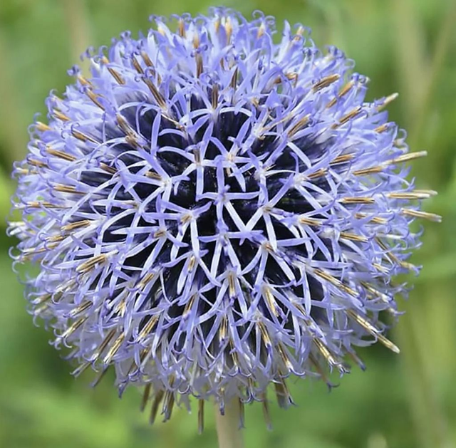 Echinops Blue Glow