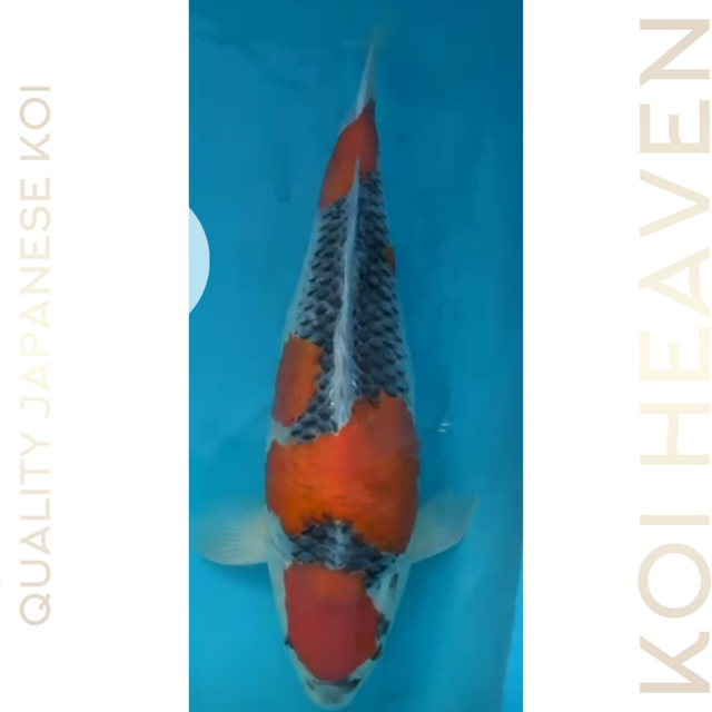 Kanno  koi farm - Goshiki  - Female - Circa 56cm - Sansai 