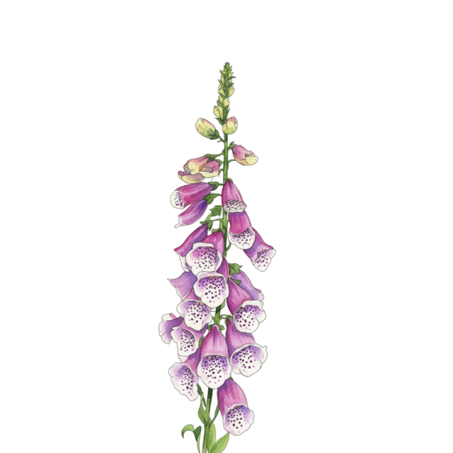 Foxglove 'Excelsior Hybrids'
