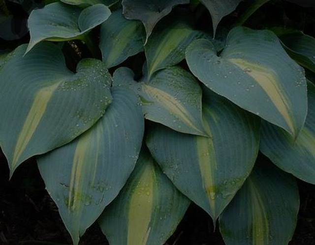 Hosta 'Grand Marquee bare-root