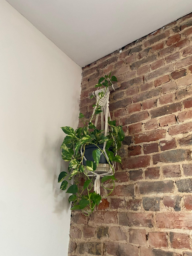 Suspension pour plante en macramé sur bois flotté