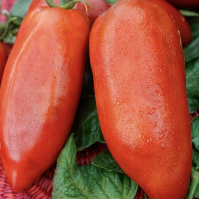 Tomate Andine Cornue (Précoce) Bio