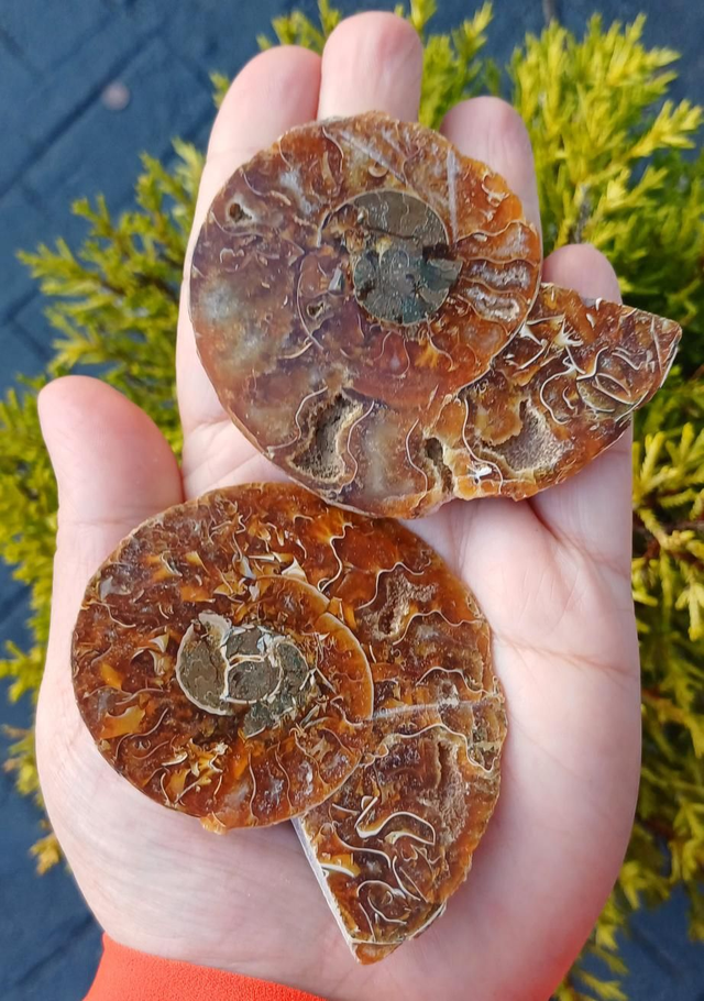 Irredescent Ammonite 4 (Large)