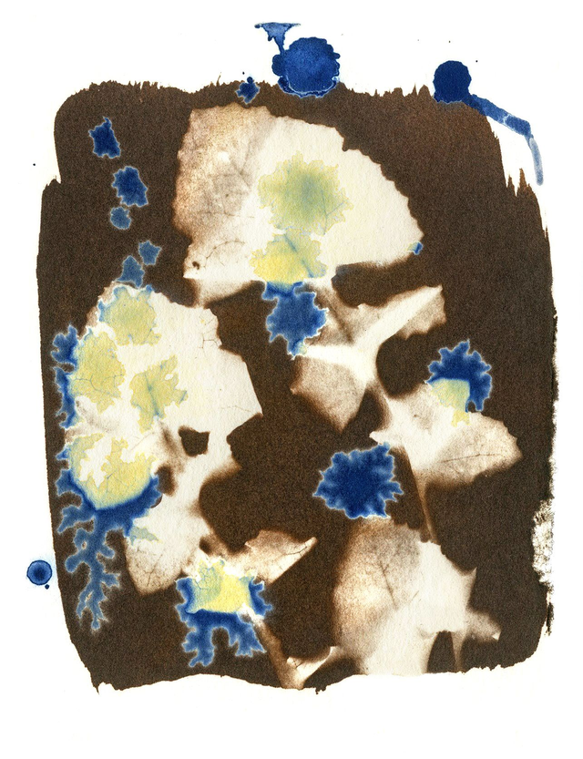 Van Dyke Brown and Cyanotype Sowthistle print 7x5 inches