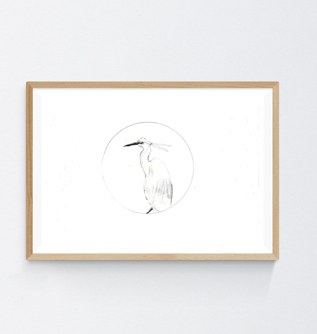 Aigrette garzette, Egretta garzetta