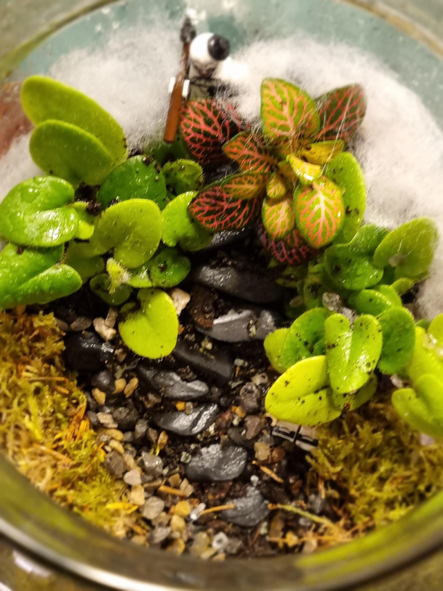 Terrarium workshop 8th January 6.30-8.30pm