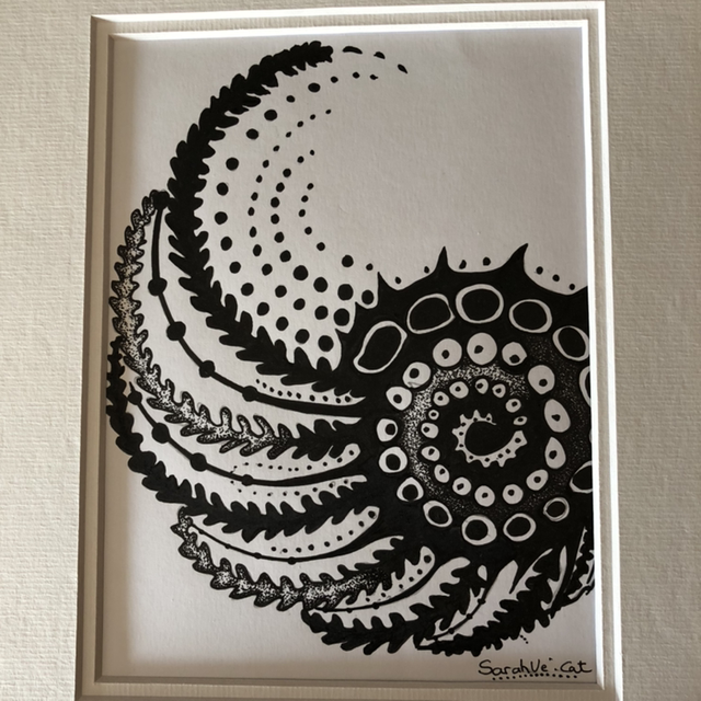 coquillage spirale - 24 x 30 cm - encadrement 